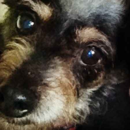 Too cute: i vostri amici animali - 2