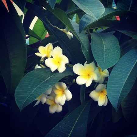 Sondaggino: che fiore nel bouquet?  - 1