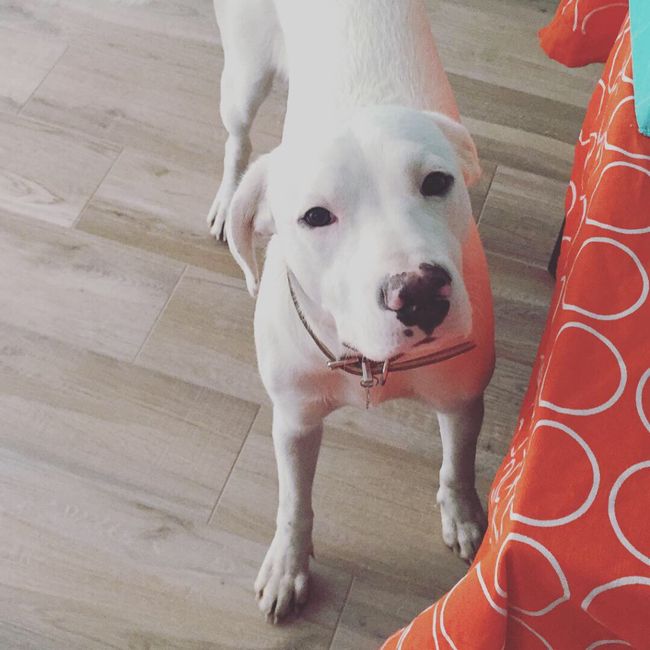 Collaboratori pelosi ❤️ - 1