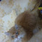 Paola