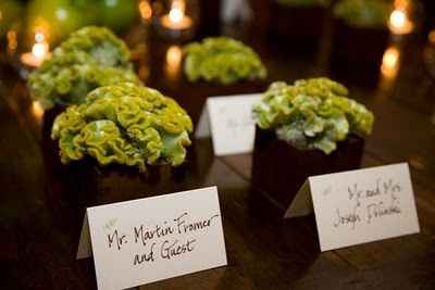 centrotavola piante grasse