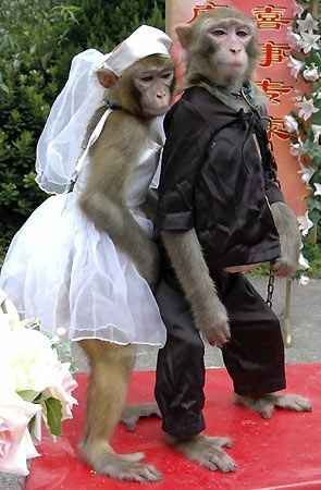 Matrimonio scimmia