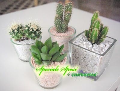 centrotavola piante grasse