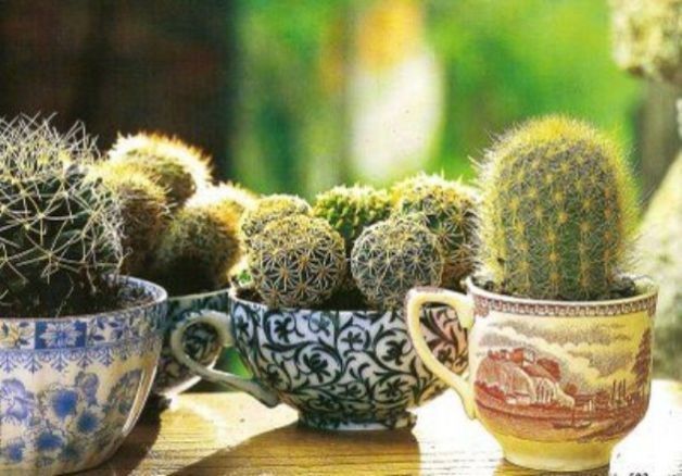 centrotavola piante grasse