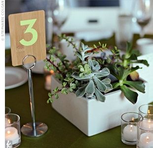 centrotavola piante grasse