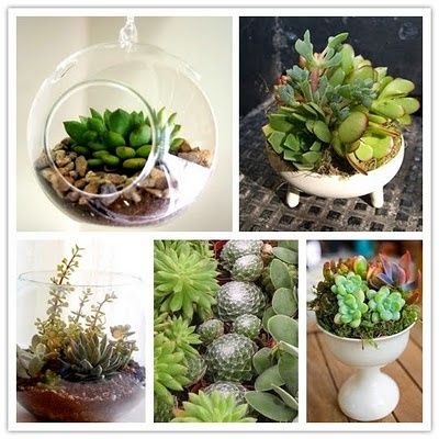 centrotavola piante grasse