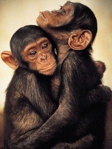 scimpanze innamorati