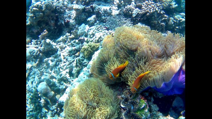 Maldive o zanzibar - 2