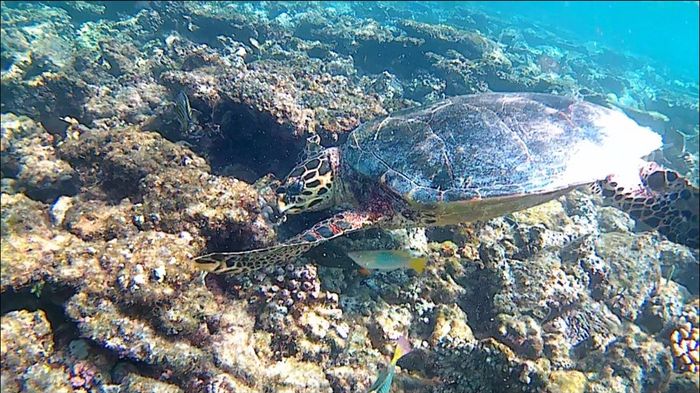 Maldive o zanzibar - 3