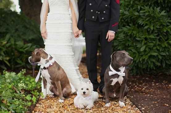 Wedding dogs