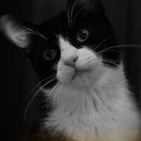 Collaboratori pelosi ❤️ - 1