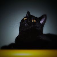 Collaboratori pelosi ❤️ - 2