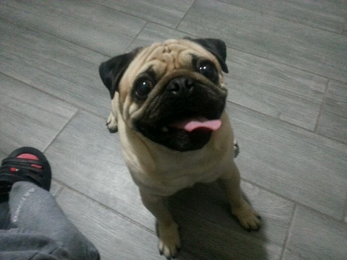 Chi di voi sposine ha dei cani ? - 2