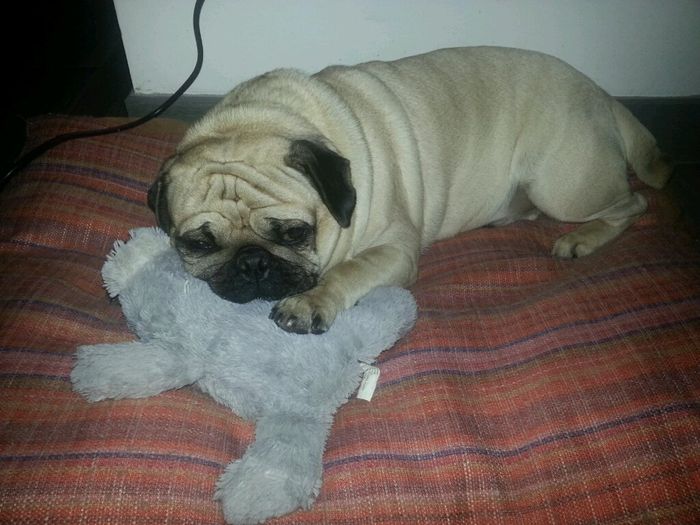 Cani e matrimonio ! - 1