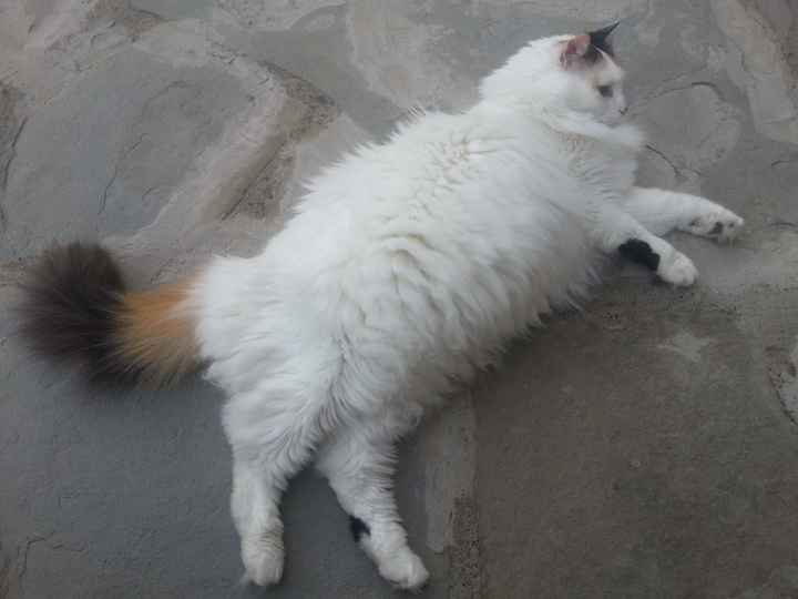 Le foto dei vostri animali - 2