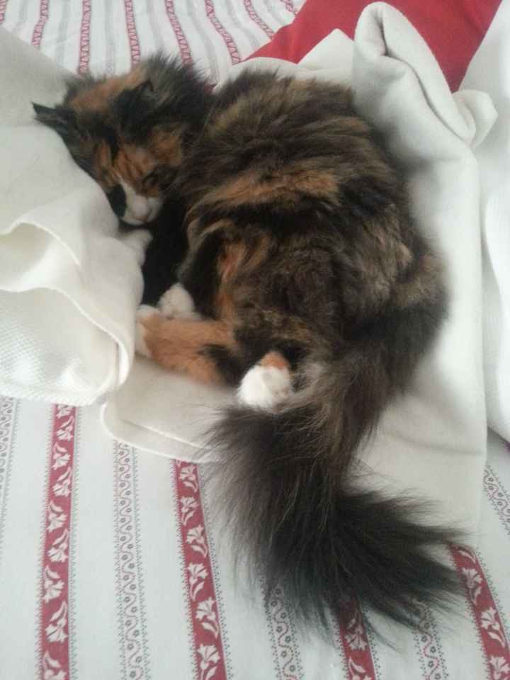 Le foto dei vostri animali - 3