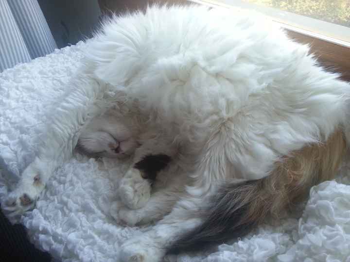 Le foto dei vostri animali - 4