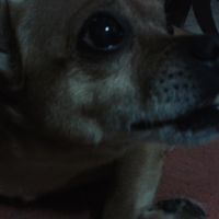 Le foto dei vostri animali - 1