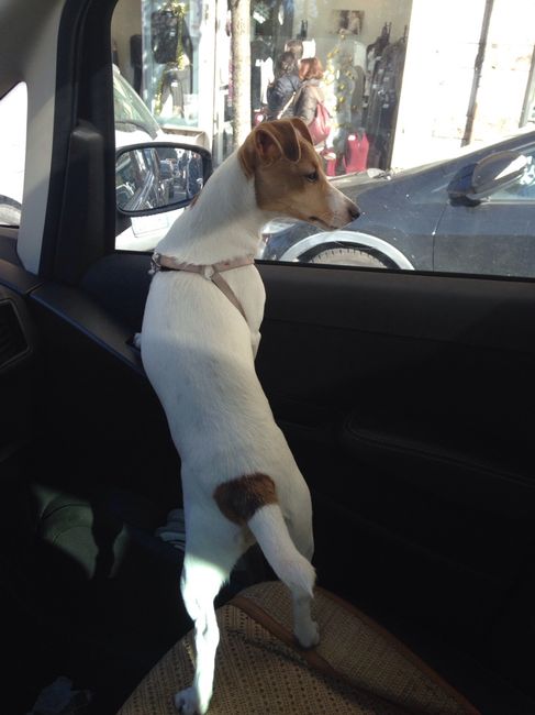 My bulldog inglese 3