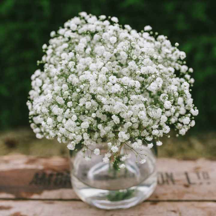 Gypsophila