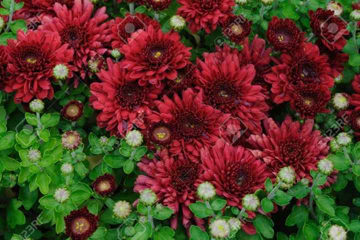Crisantemi bordeaux