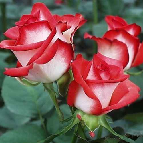 Rosa blush bianca e rossa