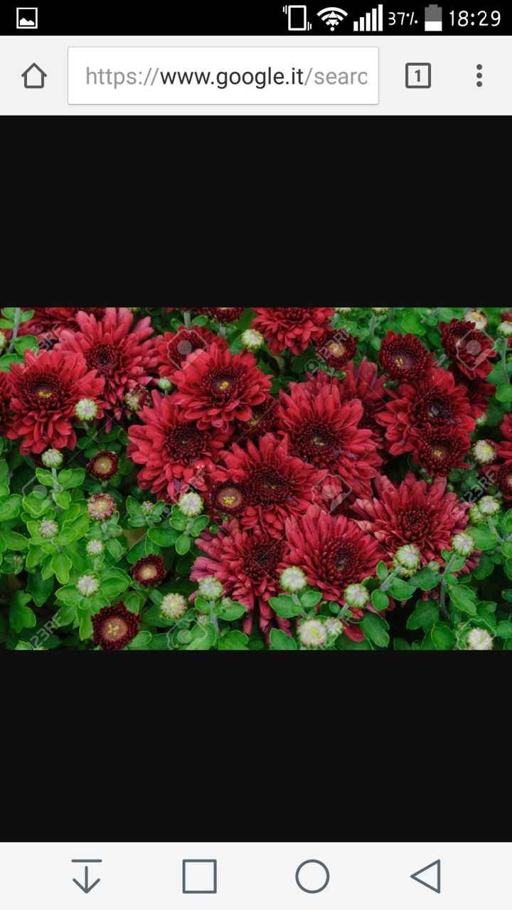 Crisantemi bordeaux