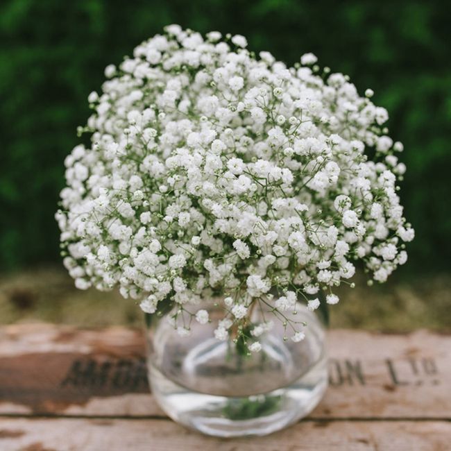 Gypsophila