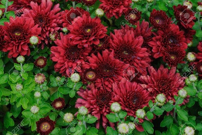 Crisantemi bordeaux