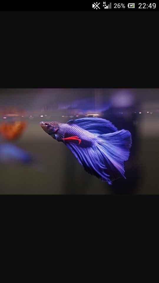 Bomboniera: regalo un betta!!! - 1