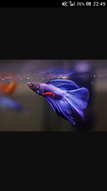 Bomboniera: regalo un betta!!! - 1