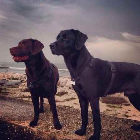 I vostri pelosi ci saranno al vostro SI? - 1