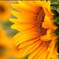 Girasole