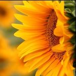 Girasole