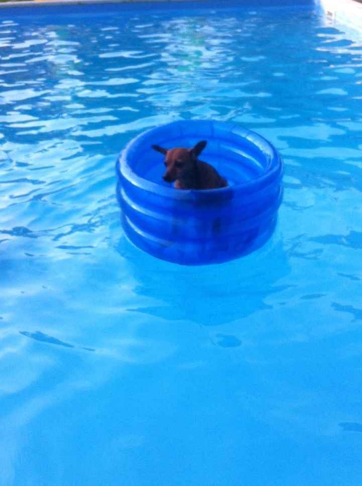 Too cute: i vostri amici animali - 5