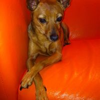 Consiglio razza cane!!!!!! - 1