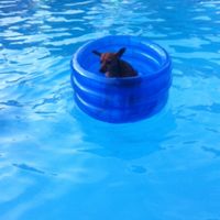 Too cute: i vostri amici animali - 5