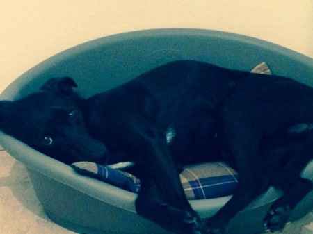 Too cute: i vostri amici animali - 1