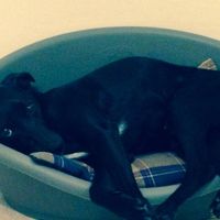 Too cute: i vostri amici animali - 1