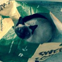 Too cute: i vostri amici animali - 2