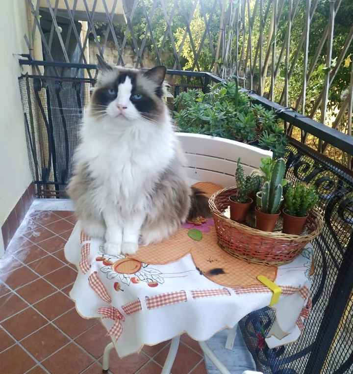 i nostri amici animali - 1