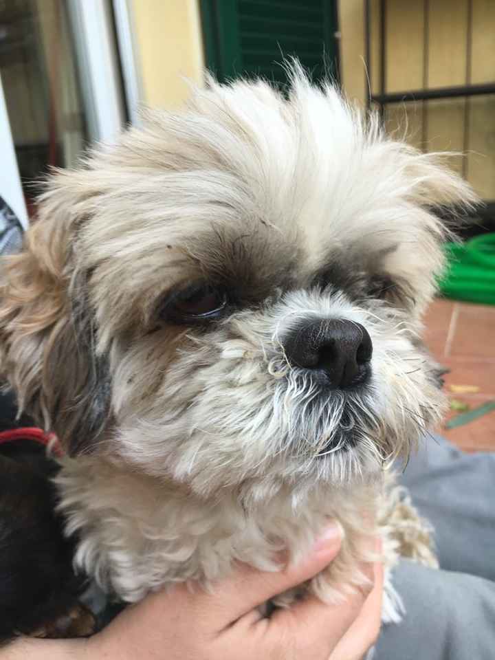 Pelosi alla riscossa! :) chi portera' il suo amico peloso al matrimonio? - 2