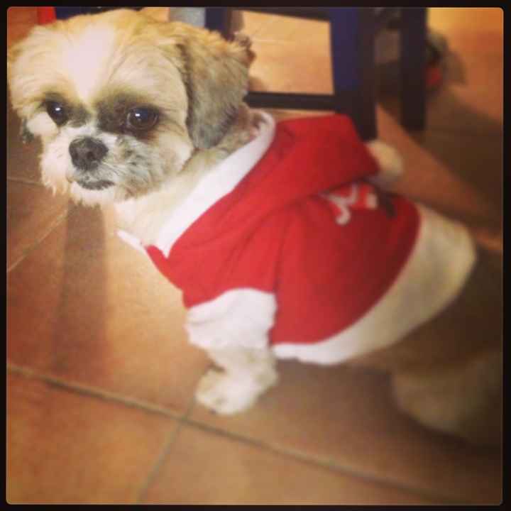 Pelosi alla riscossa! :) chi portera' il suo amico peloso al matrimonio? - 3