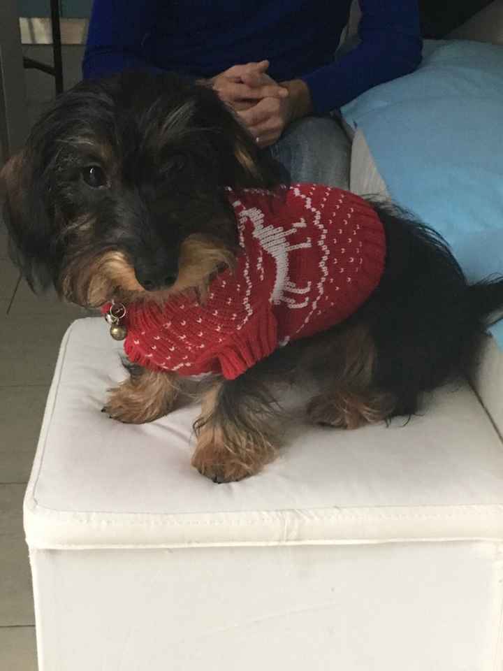 Compagno a 4 zampe? - 1