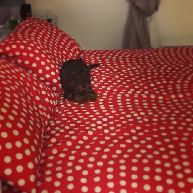 La nuova arrivata ?? - 1