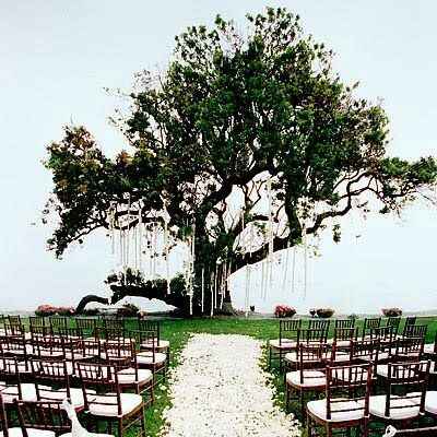Allestimento albero con tappeto di petali di fiori