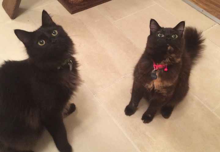 I nostri animali ♥️ - 1