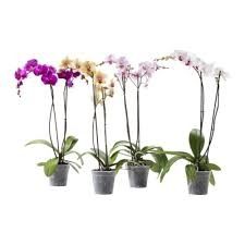 orchidea