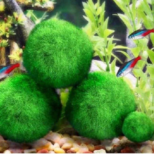 Bomboniere alternative: Marimo!!!!! - 1