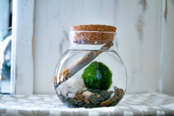 Bomboniere alternative: Marimo!!!!! - 3